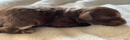 Labradoodle honden te koop: 6 prachtige Labradoodle puppy’s beschikbaar - Advertentie 9