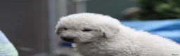 Kuvasz honden te koop: **Bijzondere Kuvasz pups uit een droomcombinatie** - Advertentie 16