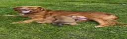 Kruising honden te koop: Toller x aussie pups te koop - Advertentie 8