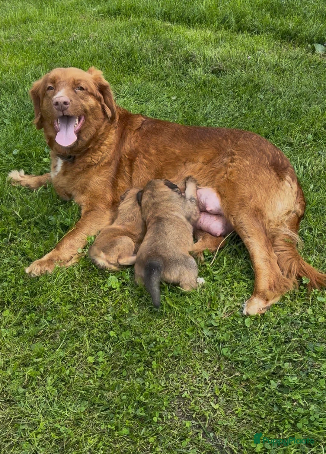 Kruising honden te koop: Toller x aussie pups te koop - Advertentie 8