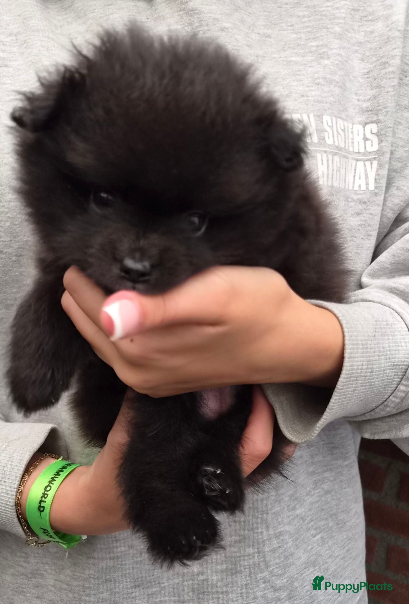 Pomeriaan honden Dwergkeesjes(pomeranian) - Advertentie 1