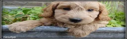 Maltipoo honden te koop: Maltipoo F1b pups - Advertentie 22
