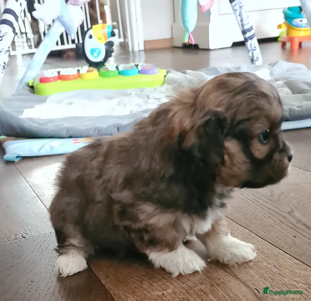 Kruising honden te koop: Prachtige lieve shipom pups - Advertentie 13