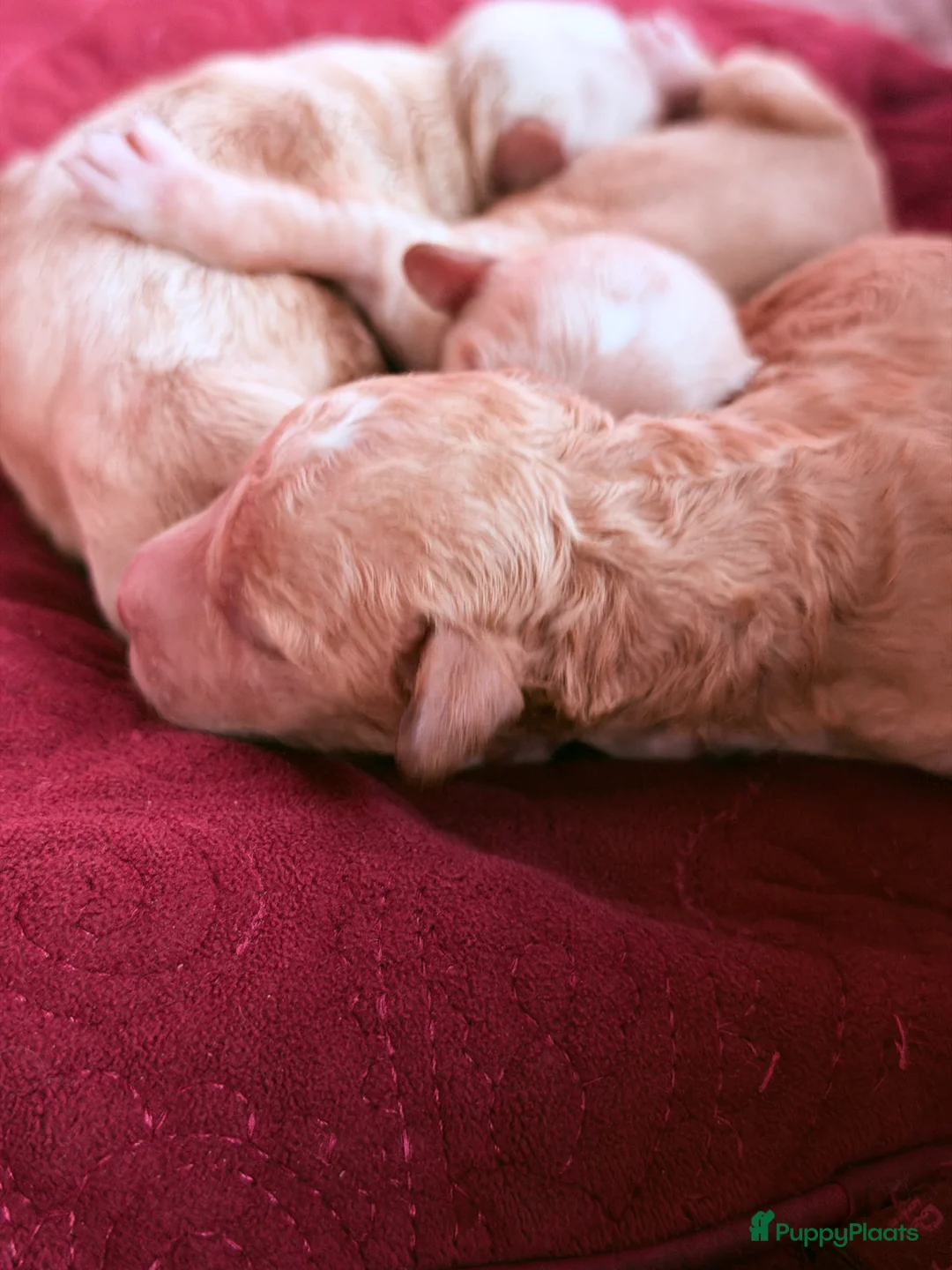 Australian Labradoodle honden te koop: Medium Cobberdog/Australian Labradoodles geboren! - Advertentie 2