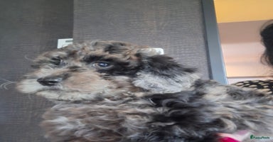Labradoodle honden - Advertentie 7