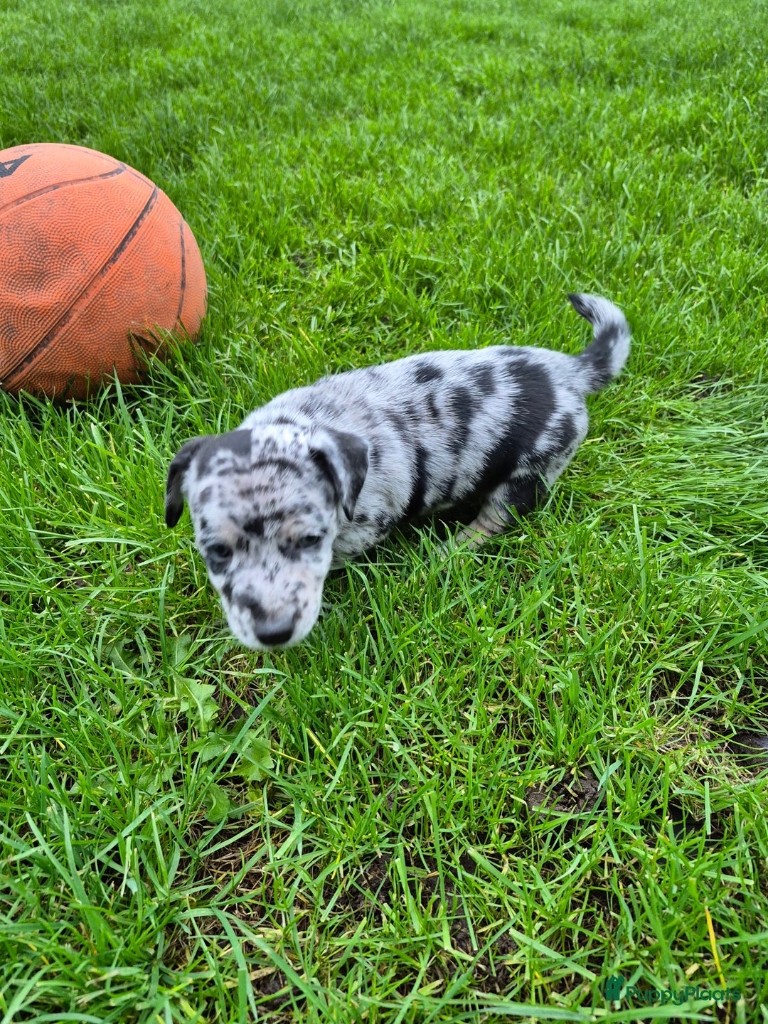 Jack Russel Terriër honden te koop: Merle Jackrussel te koop - Advertentie 12