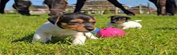 Jack Russel Terriër honden te koop: 🥰 5 Prachtige Jack Russel pups! 🐶 - Advertentie 10