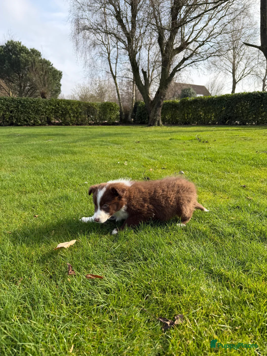 Kruising honden te koop: Australian Shepherd x Border Collie pups - Advertentie 11