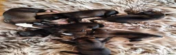 Tibetaanse Terriër honden te koop: Raszuivere Tibetaanse Terriër pups  - Advertentie 11