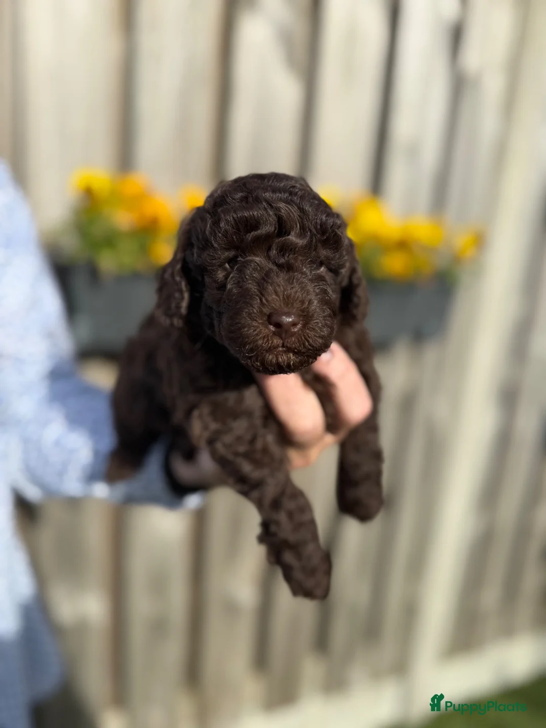 Dwergpoedel honden te koop: Prachtige choco dwergpoedelpups, geteste ouders! - Advertentie 2