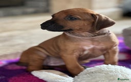 Rhodesian Ridgeback honden te koop: Prachtige en perfecte Rhodesian Ridgeback pups in Oosterbeek - Afbeelding 15