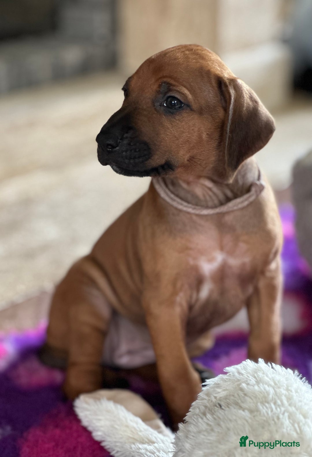 Rhodesian Ridgeback honden te koop: Prachtige en perfecte Rhodesian Ridgeback pups in Oosterbeek - Afbeelding 15