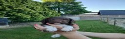 Heidewachtel honden te koop: Heidewachtel pups, nog 1 reutje beschikbaar  - Advertentie 3