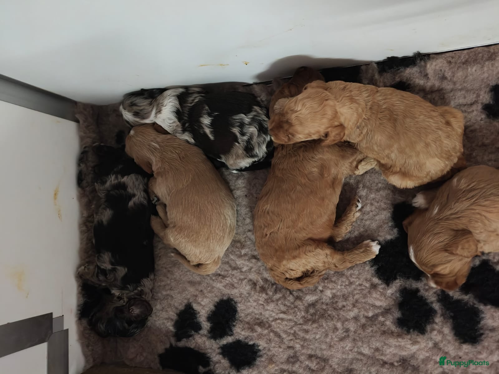 Labradoodle honden Prachtig nestje F4 medium labradoodles - Advertentie 4
