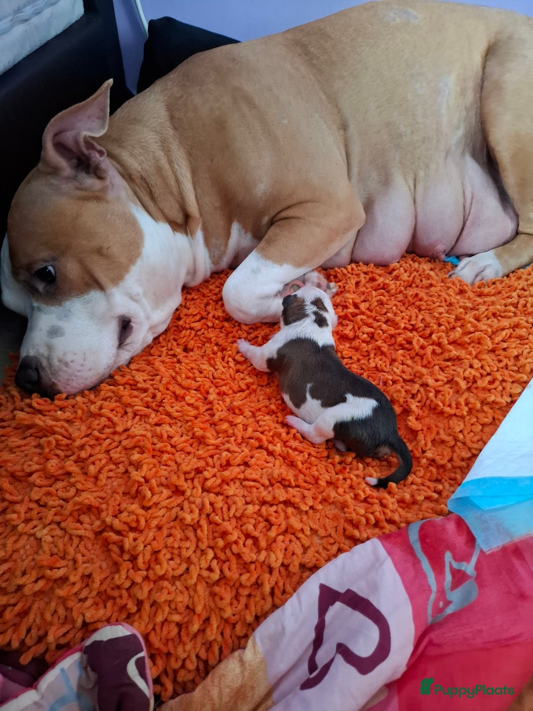 American Staffordshire Terriër honden te koop: American Staffordshire Terriers Pupps  - Advertentie 3