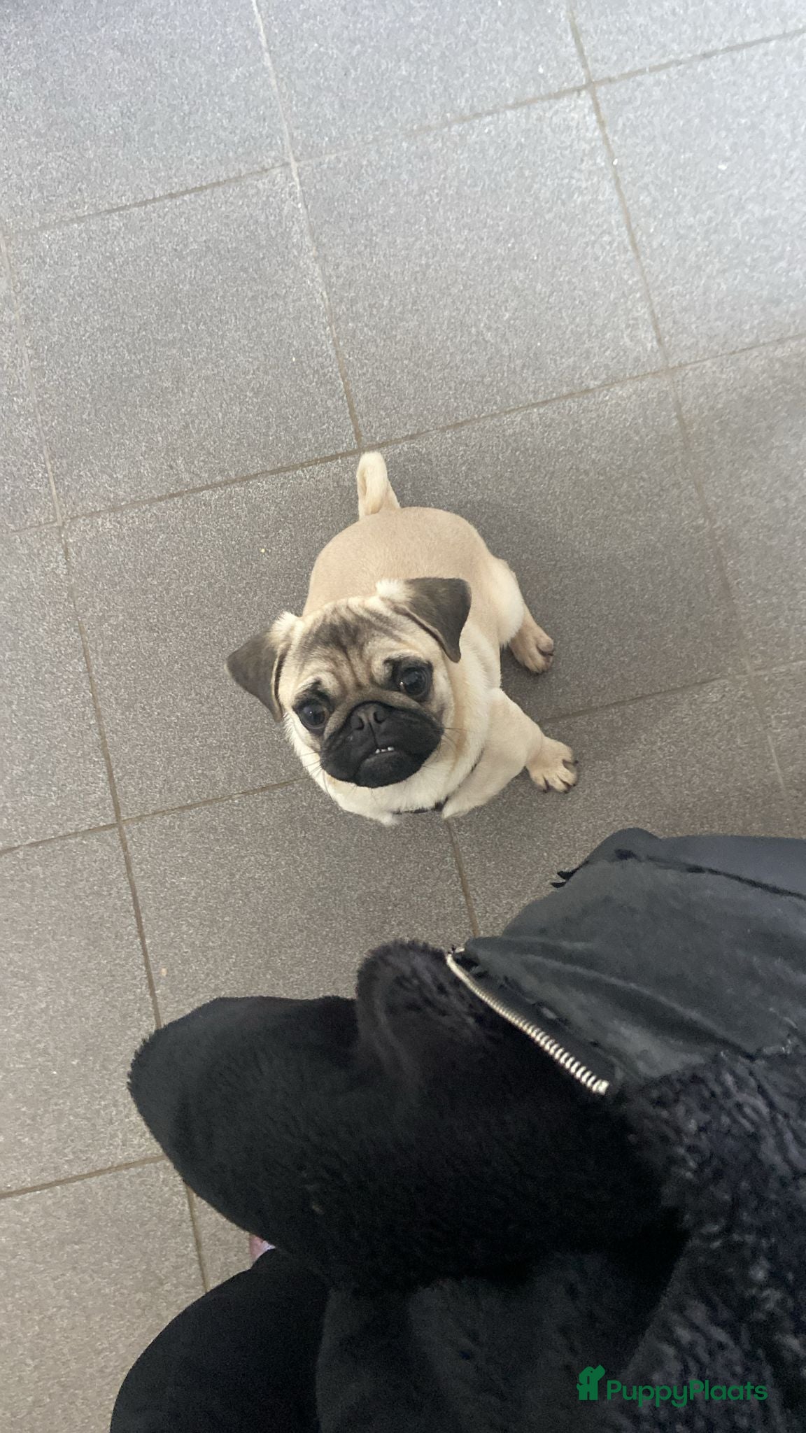 Mopshond honden mopshond reu te koop - Advertentie 1