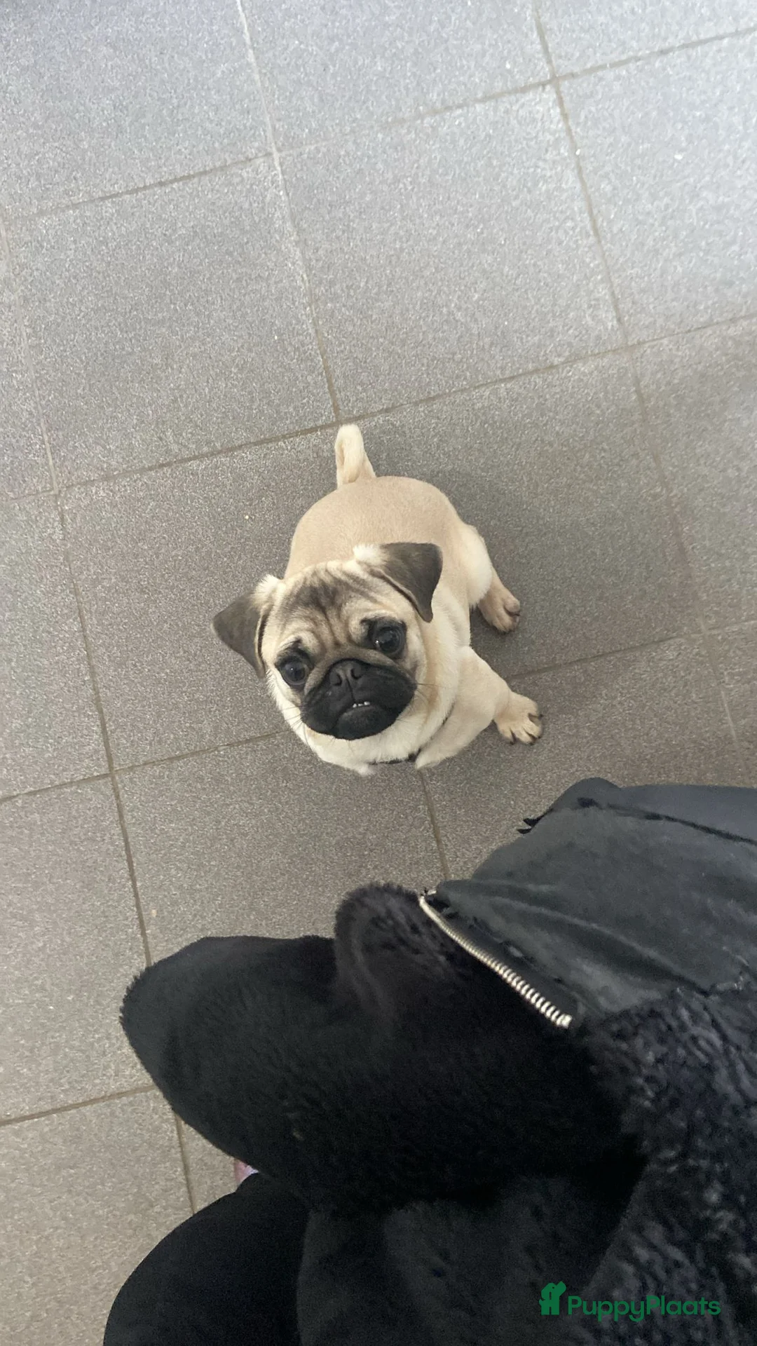 Mopshond honden te koop: mopshond reu te koop - Advertentie 1