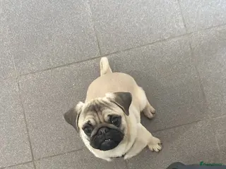 Mopshond honden mopshond reu te koop - Advertentie 16