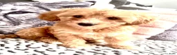 Maltipoo honden te koop: Maltipoo pup  - Advertentie 8