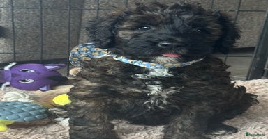 Australian Labradoodle honden - Advertentie 13