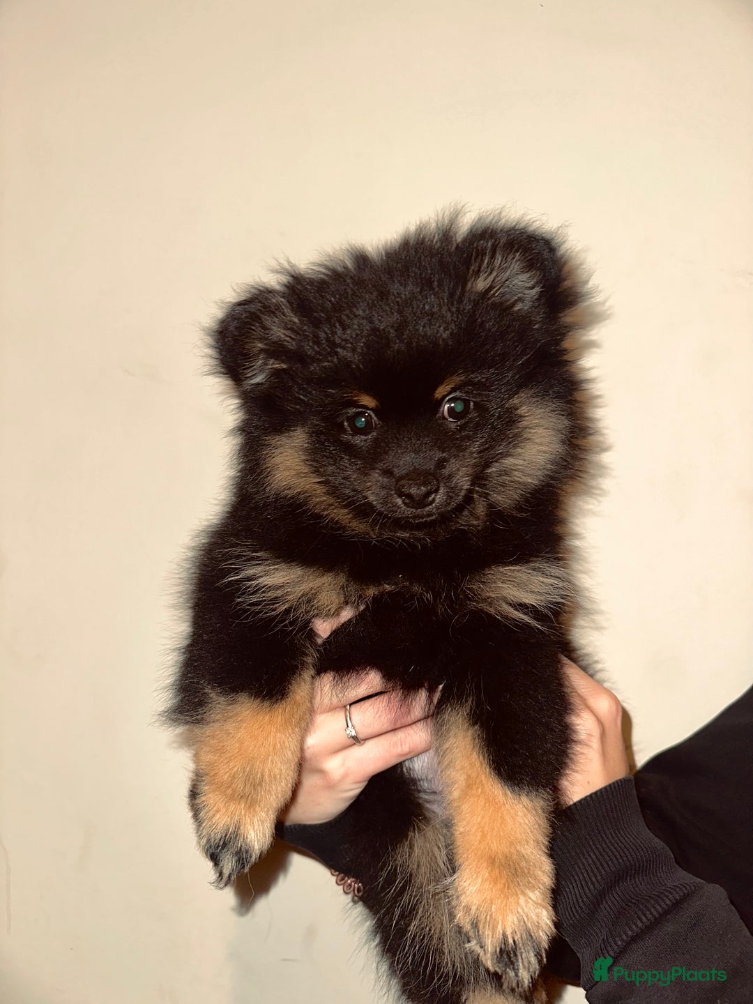 Pomeriaan honden te koop: Pomeriaan pup teefjes - Advertentie 1