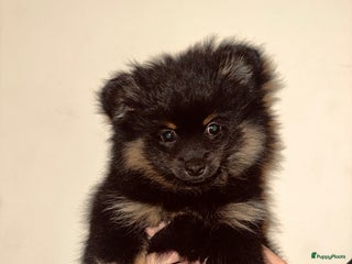 Pomeriaan honden Pomeriaan pup teefjes - Advertentie 8