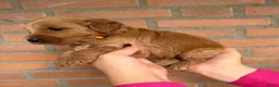 Labradoodle honden te koop: Labradoodle pups  - Advertentie 9