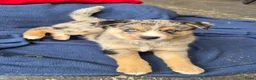 Kruising honden te koop: Mini Australian shepherd pup reutje  - Advertentie 22