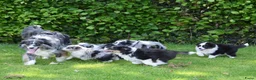 Australian Shepherd honden te koop: Knappe Miniature American Shepherd (MAS) pups - Advertentie 28