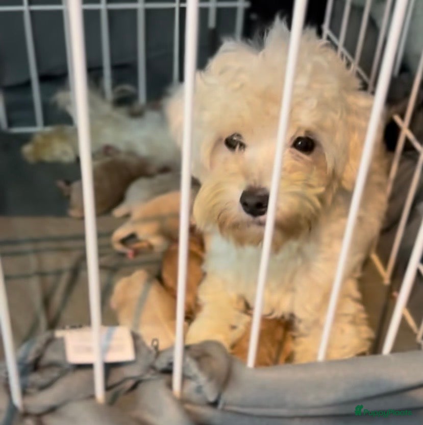 Maltipoo honden Schattige maltipoo pups thuisnestje - Advertentie 2