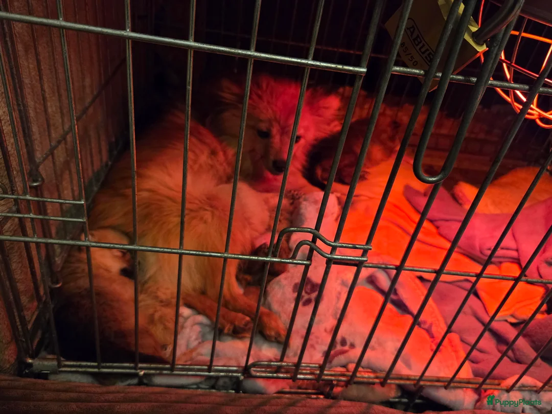 Pomeriaan honden te koop: Mooie pomeriaanpups te koop - Advertentie 15