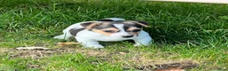 Jack Russel Terriër honden te koop: Jack Russell pups - Advertentie 5
