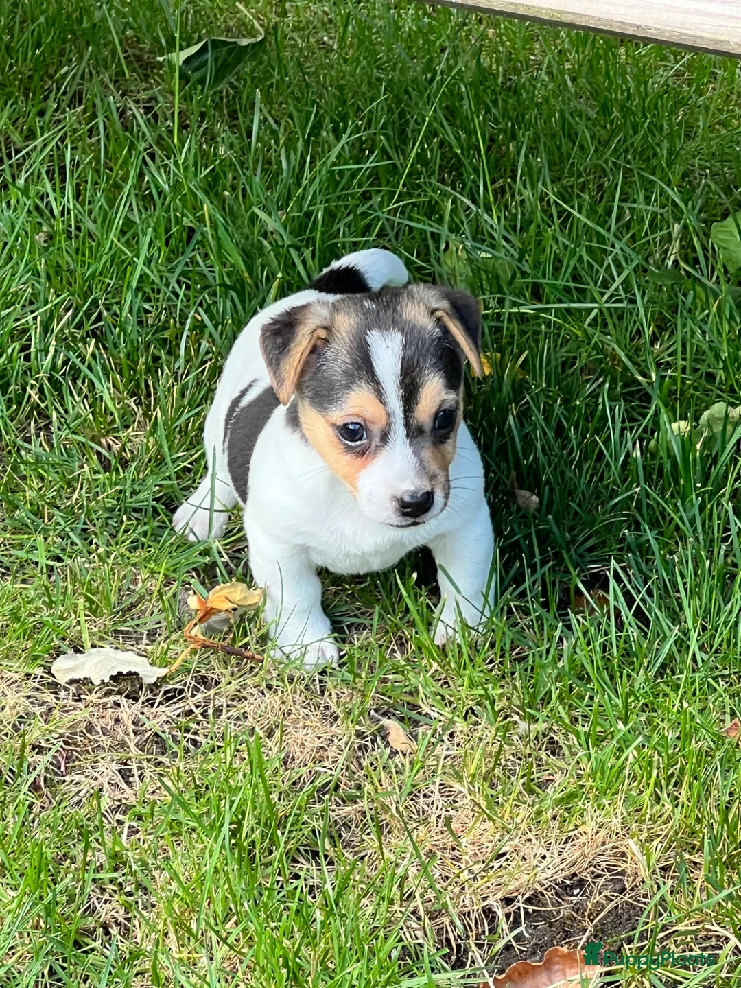 Jack Russel Terriër honden te koop: Jack Russell pups - Advertentie 5