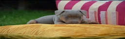 Jack Russel Terriër honden te koop: lieve pups zoeken een nieuw huisje - Advertentie 9