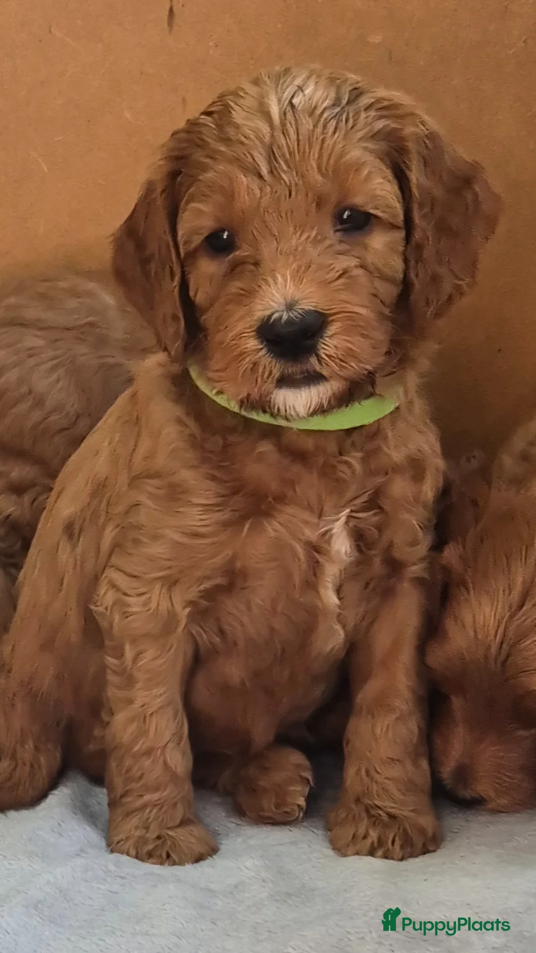 Labradoodle honden te koop: Labradoodle pups (kleine medium) - Advertentie 2
