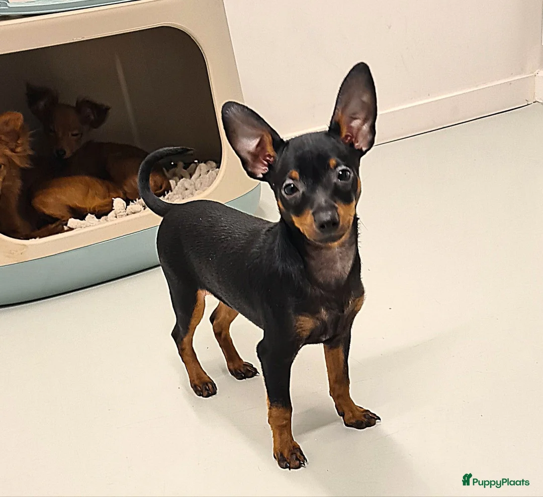 Praagse Rattler honden te koop: Praagse rattler Prazsky Krysavik  - Advertentie 1