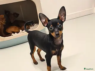 Praagse Rattler honden Praagse rattler Prazsky Krysavik - Advertentie 1