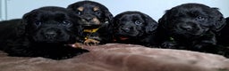 Kruising honden te koop: Kruising Engelse cockerspaniel pups.  - Advertentie 3
