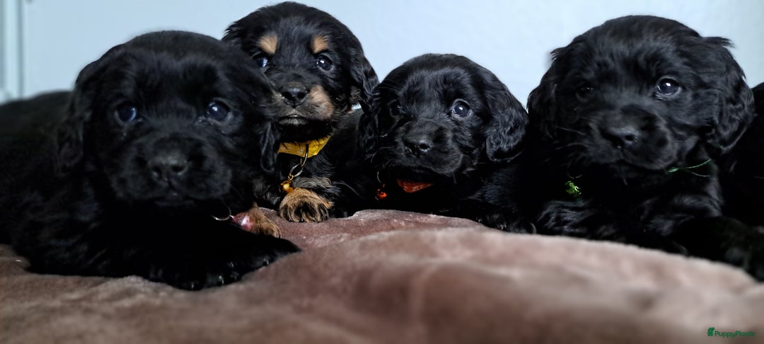 Kruising honden te koop: Kruising Engelse cockerspaniel pups.  - Advertentie 3