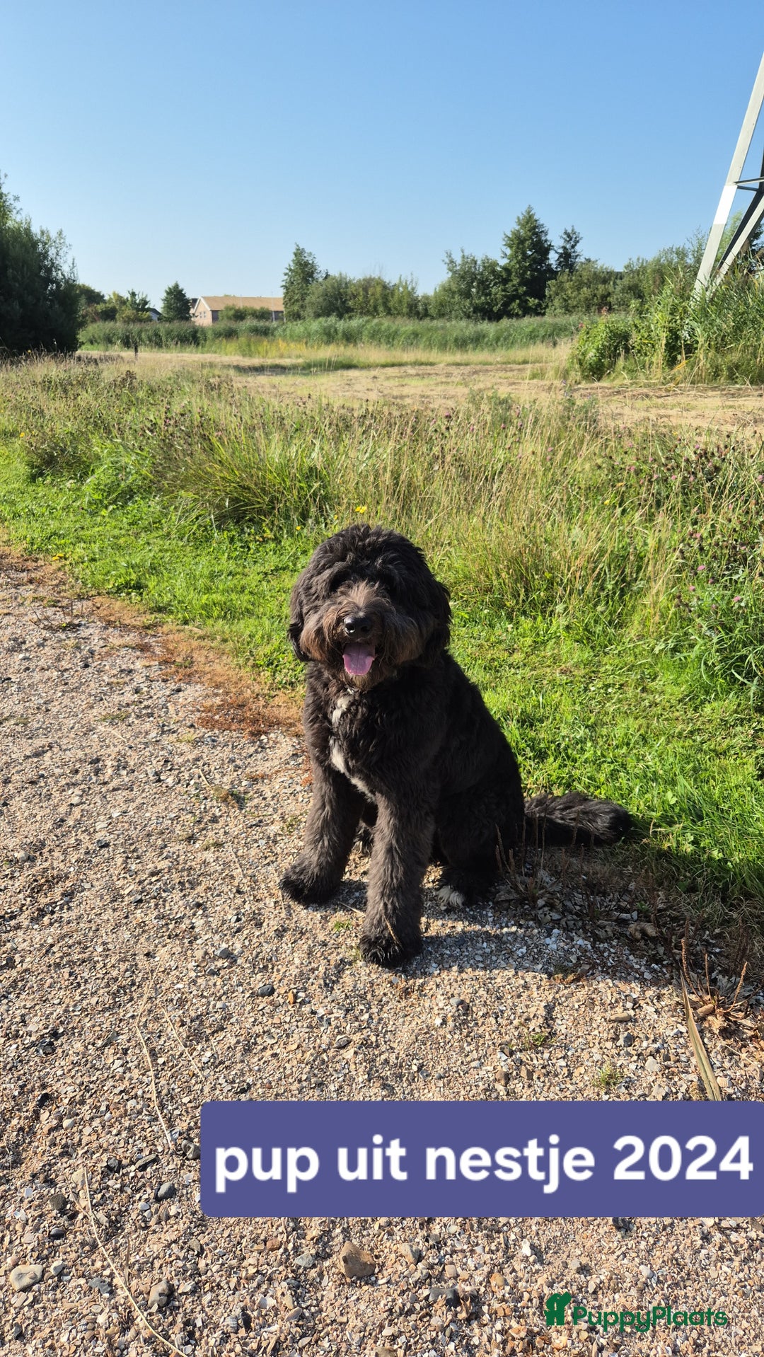 Kruising honden te koop: Bordoodle pups (F1) te koop! - Advertentie 5