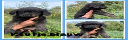 Kruising honden te koop: Golden retriever x rottweiler  - Advertentie 5