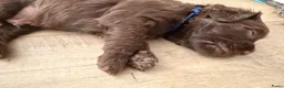 Australian Labradoodle honden te koop: Prachtige donkerbruine Australian Labradoodle reu in Halsteren - Advertentie 13