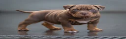 Amerikaanse Bully honden te koop: American Bully pocket pups verwacht rond november  - Advertentie 5