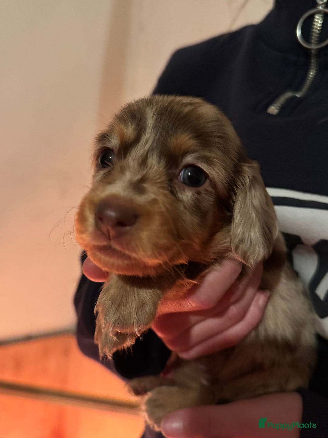 Teckel (korthaar)  honden te koop: Teckel puppy’s  - Advertentie 10