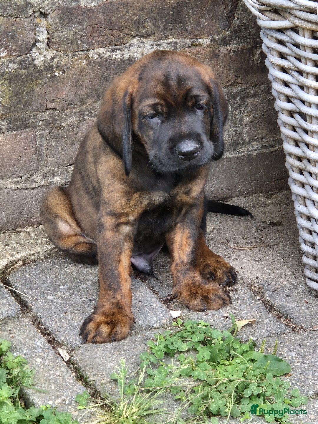 Labrador Retriever honden te koop: Knappe labrador x beierse bergzweethond mix - Afbeelding 17