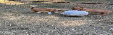 Jack Russel Terriër 1