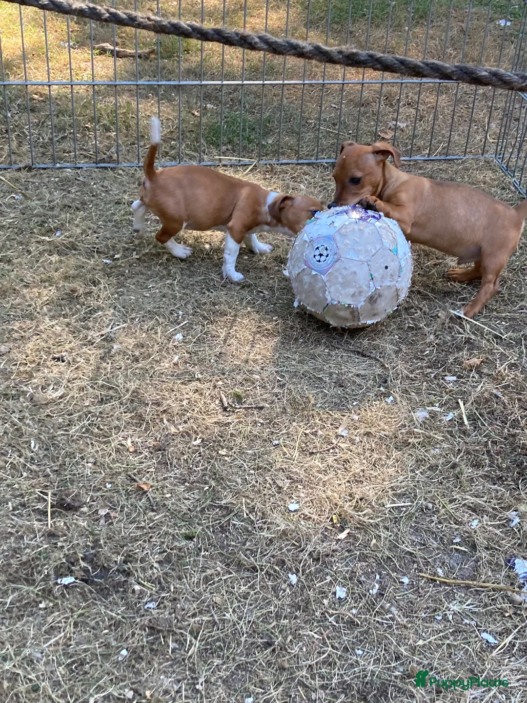 Jack Russel Terriër honden te koop: Jack Russell pups  - Advertentie 2