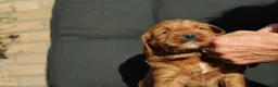 Australian Labradoodle honden te koop: Prachtige Australian Labradoodle pups in Velp - Advertentie 6