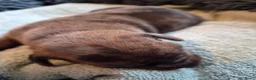 Amerikaanse Bully honden te koop: americanbully xl pup's  - Advertentie 16