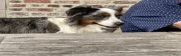 Australian Shepherd honden te koop: Miniatuur American shepherd  - Advertentie 8